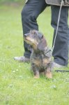 Hundepräsentation 2019